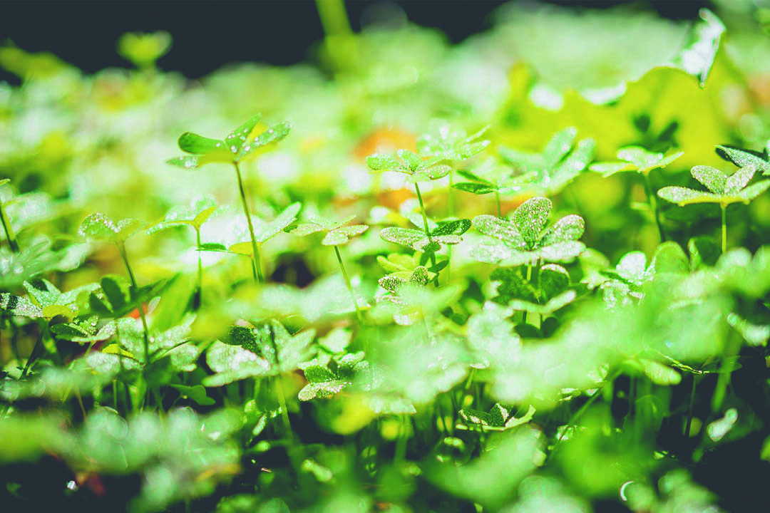 Environmental-testing-services